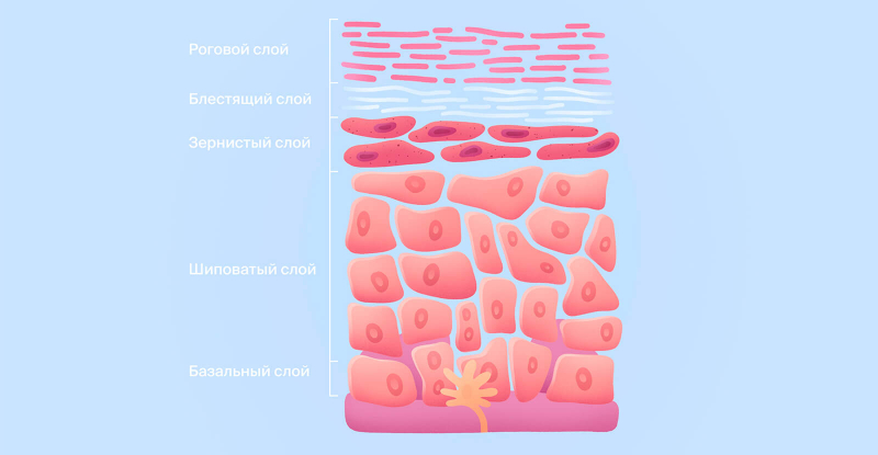 Строение кожи человека: слои и их функции