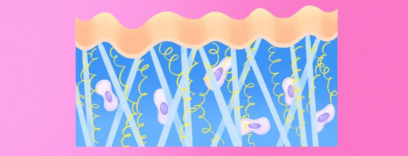 Строение кожи человека: слои и их функции