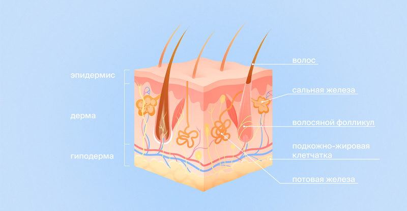 Строение кожи человека: слои и их функции